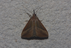 Hypena lividalis