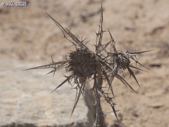 Atractylis phaeolepis