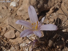 Colchicum tunicatum