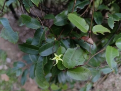 Cryptolepis sinensis