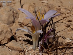 Colchicum tunicatum