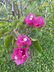 Bougainvillea