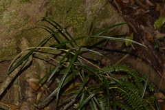 Atractocarpus chartaceus