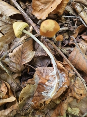 Psilocybe serbica