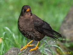 Turdus nigrescens