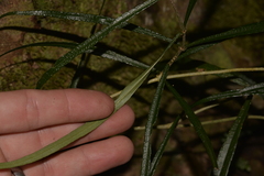 Atractocarpus chartaceus