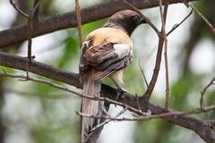 Dendrocitta vagabunda