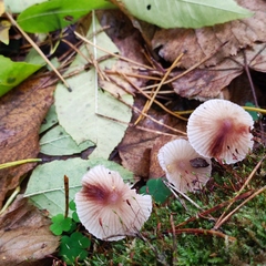 Mycena zephirus