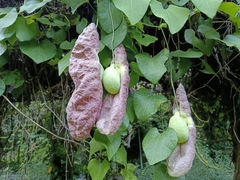 Aristolochia gigantea
