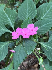 Impatiens walleriana