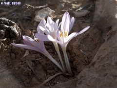 Colchicum tunicatum