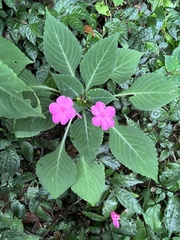 Impatiens walleriana