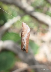 Phonognatha