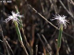 Dianthus sinaicus