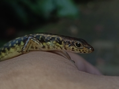 Sphenomorphus scotophilus