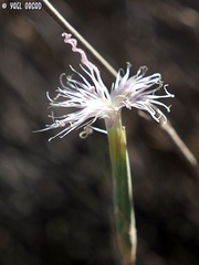 Dianthus sinaicus