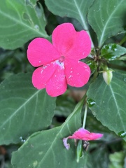 Impatiens walleriana