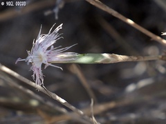 Dianthus sinaicus