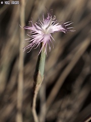 Dianthus sinaicus