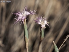 Dianthus sinaicus