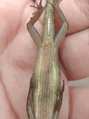 Sphenomorphus scotophilus