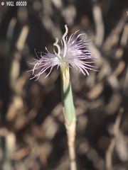 Dianthus sinaicus
