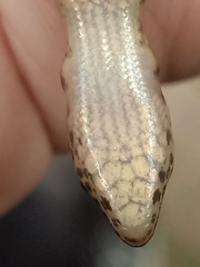 Sphenomorphus scotophilus