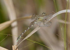 Hemigomphus heteroclytus