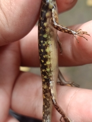 Sphenomorphus scotophilus