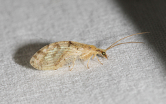 Hemerobius humulinus