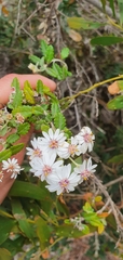 Olearia phlogopappa