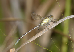 Hemigomphus heteroclytus