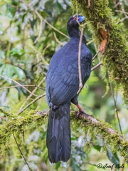 Chamaepetes unicolor