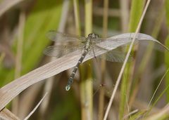 Hemigomphus heteroclytus