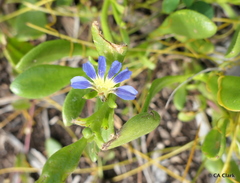 Scaevola calendulacea