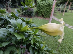 Solandra longiflora
