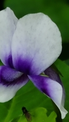 Violaceae