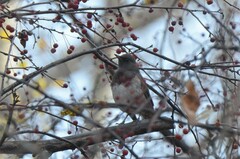 Turdus atrogularis