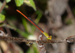 Ceriagrion aeruginosum