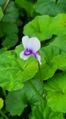 Violaceae