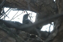Turdus atrogularis