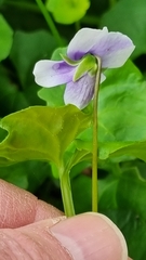 Violaceae