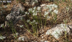 Vagaria parviflora