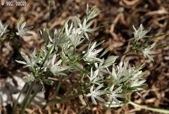 Vagaria parviflora