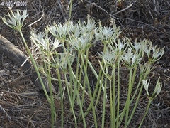 Vagaria parviflora