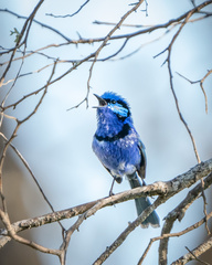 Malurus splendens splendens
