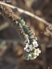 Heliotropium hirsutissimum