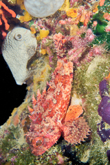 Scorpaena notata