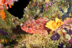 Scorpaena notata