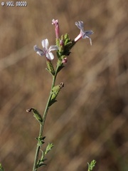 Plumbago europaea